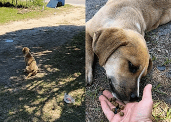 “Foi recolher entulho e voltou com uma missão”: Homem que trabalha com coleta paga para salvar cão abandonado