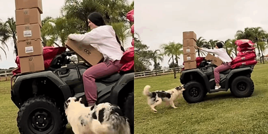 "Nunca ignorem o alerta de um cachorro": border collie insiste até tutora descobrir o que tinha dentro do motor