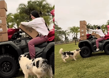 "Nunca ignorem o alerta de um cachorro": border collie insiste até tutora descobrir o que tinha dentro do motor