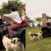 "Nunca ignorem o alerta de um cachorro": border collie insiste até tutora descobrir o que tinha dentro do motor