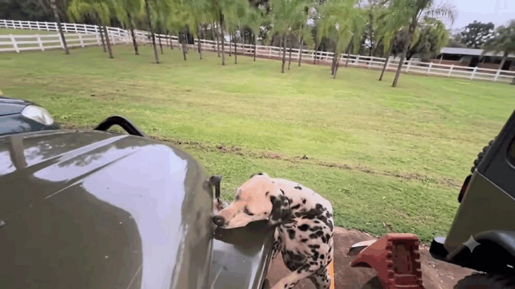 "Nunca ignorem o alerta de um cachorro": border collie insiste até tutora descobrir o que tinha dentro do motor