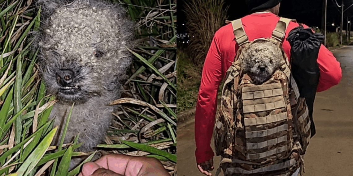 “Parece um chaveirinho”: durante trilha noturna, rapaz encontra cachorrinho abandonado e o leva para casa na mochila