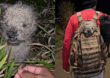 “Parece um chaveirinho”: durante trilha noturna, rapaz encontra cachorrinho abandonado e o leva para casa na mochila