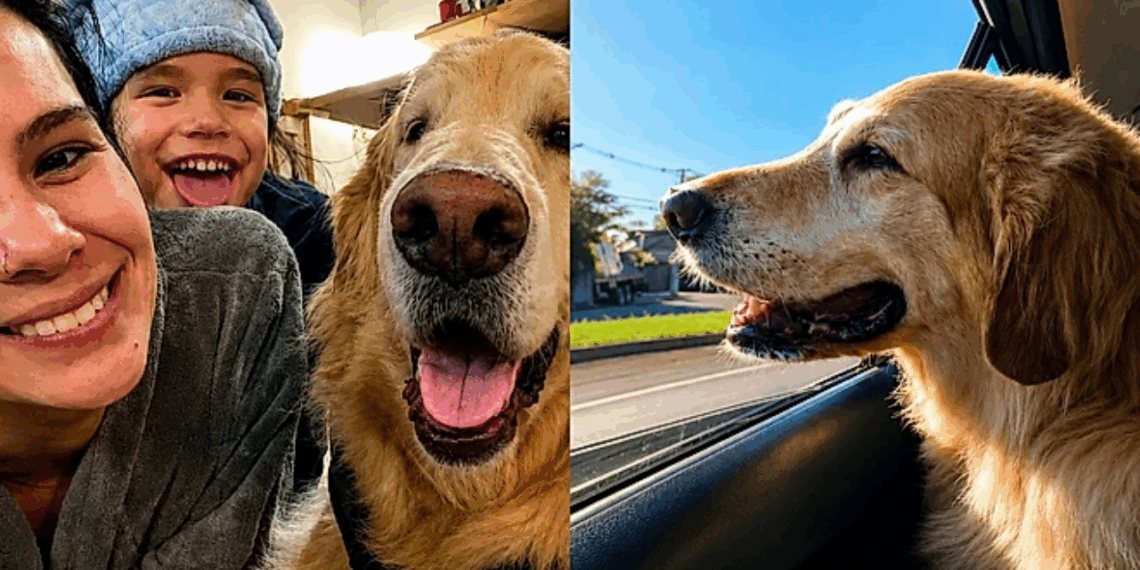 "A vida não é feita só de tratamento": família leva golden retriever com tumor para viver sua última grande aventura
