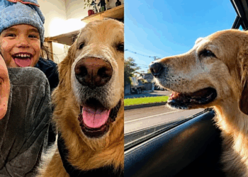 "A vida não é feita só de tratamento": família leva golden retriever com tumor para viver sua última grande aventura