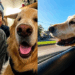 "A vida não é feita só de tratamento": família leva golden retriever com tumor para viver sua última grande aventura