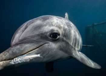 O golfinho usa um peixe vivo para se masturbar e o que a ciência descobriu depois disso desafia tudo sobre sexualidade animal