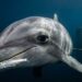 O golfinho usa um peixe vivo para se masturbar e o que a ciência descobriu depois disso desafia tudo sobre sexualidade animal