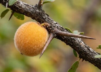 A fruta de quintal que tem cor vermelhinha e sabor de groselha azeda e que poucos brasileiros conhecem
