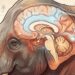 Você acha que conhece os elefantes? O teste do espelho revelou uma capacidade que poucos animais têm