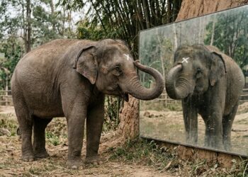 O que um elefante faz diante do espelho que cachorros e gatos nunca fizeram