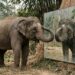 O que um elefante faz diante do espelho que cachorros e gatos nunca fizeram