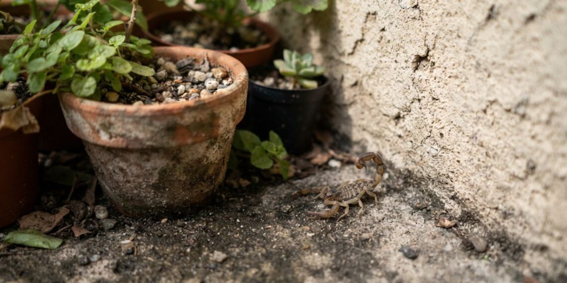 Você comete o erro de deixar plantas encostadas na parede? O hábito que atrai escorpiões e como organizar o jardim para evitá-los