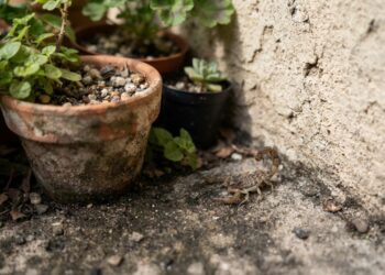 Você comete o erro de deixar plantas encostadas na parede? O hábito que atrai escorpiões e como organizar o jardim para evitá-los
