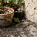 Você comete o erro de deixar plantas encostadas na parede? O hábito que atrai escorpiões e como organizar o jardim para evitá-los