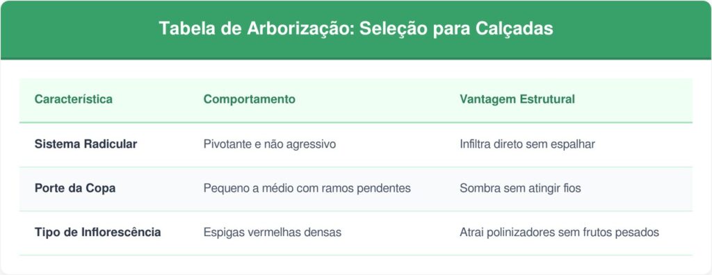 Escova-de-garrafa-tabela-1024x396 Essa árvore é ideal para a frente de casa: não racha o piso, proporciona sombra pendente e dá flores vermelhas radiantes