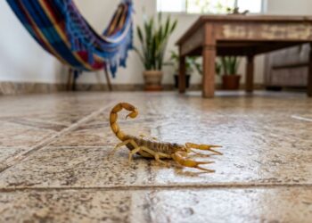 Essas três plantas que ajudam a afastar escorpiões de sua casa