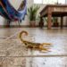Essas três plantas que ajudam a afastar escorpiões de sua casa