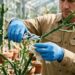 Como realizar o manejo seguro da Euphorbia e o que é preciso para evitar o contato com o látex?