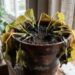 Chega de plantas murchas: veja o truque definitivo para drenar o solo e reverter o excesso de rega instantaneamente