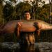 O peixe gigante que quase sumiu da Amazônia e como um manejo simples salvou a espécie