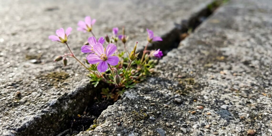 Se você encontrar estas delicadas flores que nascem sozinhas na fresta do cimento, nós lhe diremos o que isso significa e por que é algo bom