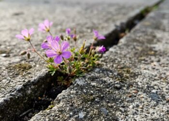 Se você encontrar estas delicadas flores que nascem sozinhas na fresta do cimento, nós lhe diremos o que isso significa e por que é algo bom