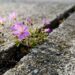 Se você encontrar estas delicadas flores que nascem sozinhas na fresta do cimento, nós lhe diremos o que isso significa e por que é algo bom