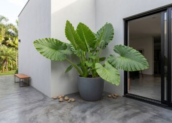6 folhagens gigantes cujas raízes não danificam o piso de cimento queimado, perfeitas para cantos de jardim sem grama