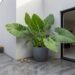 6 folhagens gigantes cujas raízes não danificam o piso de cimento queimado, perfeitas para cantos de jardim sem grama