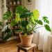 Como identificar a causa das folhas amarelas e o que é necessário para recuperar a planta?
