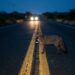 O parente selvagem do seu cachorro que come frutas, controla ratos e está sumindo do mapa