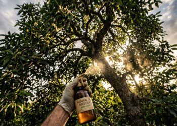 Seu abacateiro está morrendo? Este inseto é o culpado e existe uma solução natural