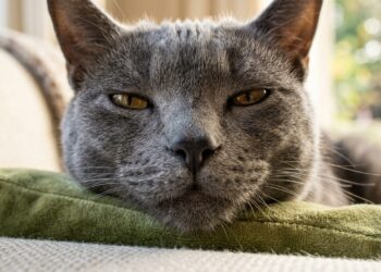 Seu gato faz 276 expressões faciais e você só conhece 3: aprenda a decifrar todas
