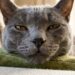 Seu gato faz 276 expressões faciais e você só conhece 3: aprenda a decifrar todas