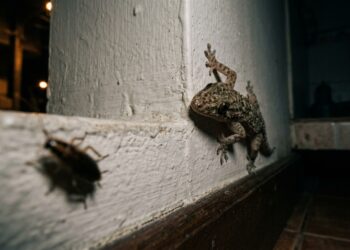 Cuidado com o inseticida neste animal: ele controla baratas e aranhas da sua casa de graça enquanto você dorme