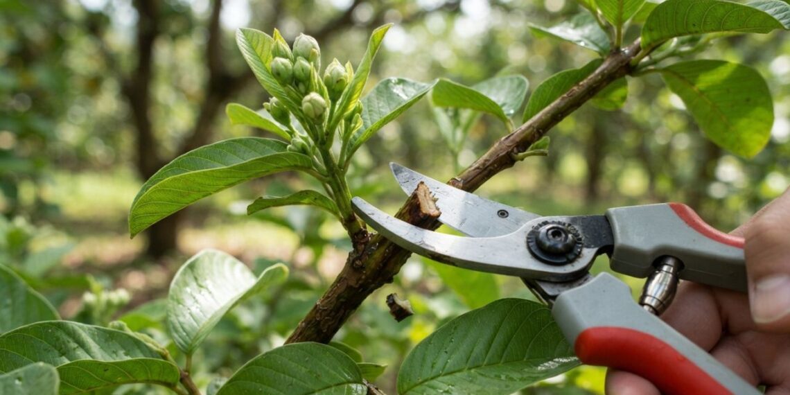 Podar a goiabeira no início da primavera ou no final do outono: veja a diferença e qual é o momento certo para dobrar a produção de frutos, segundo agricultores