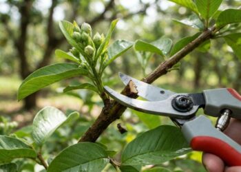 Podar a goiabeira no início da primavera ou no final do outono: veja a diferença e qual é o momento certo para dobrar a produção de frutos, segundo agricultores