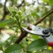 Podar a goiabeira no início da primavera ou no final do outono: veja a diferença e qual é o momento certo para dobrar a produção de frutos, segundo agricultores