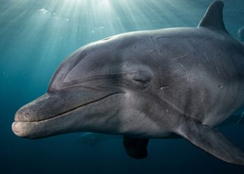 O animal que consegue dormir com metade do cérebro alerta: entenda esse mecanismo de sobrevivência