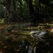 A anaconda de 15 metros existe? Biólogos revelam o tamanho real da sucuri