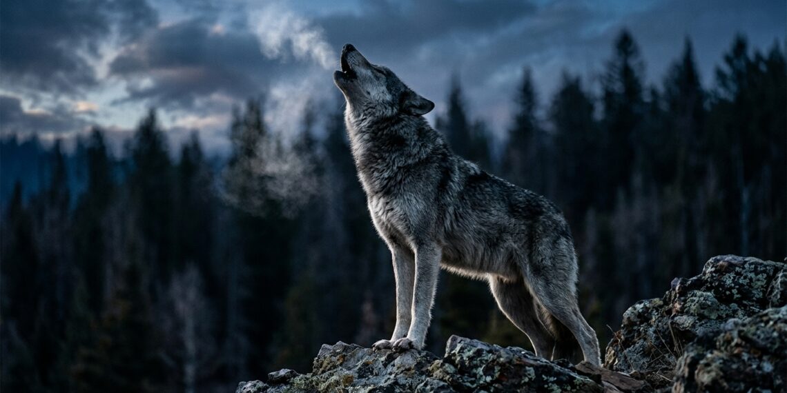 Como os lobos organizam a alcateia e derrubam o mito da fera solitária