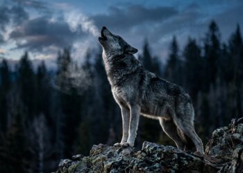 Como os lobos organizam a alcateia e derrubam o mito da fera solitária