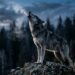 Como os lobos organizam a alcateia e derrubam o mito da fera solitária