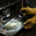 Cuidado com a sua geladeira: a água parada que ninguém limpa e vira berçário de dengue