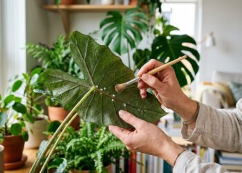 Como eliminar pragas em casa sem usar produtos químicos: métodos naturais que funcionam