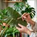 Como eliminar pragas em casa sem usar produtos químicos: métodos naturais que funcionam