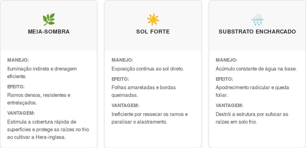 Hera-inglesa-cart-1-1024x495 Adeus, ramos ressecados: nova rotina de cultivo no inverno salva suas heras-inglesas, evita o encharcamento e garante folhagem densa, segundo jardineiros