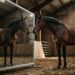 Ele se olhou no espelho e soube que era ele: o cavalo que derrubou o que a ciência acreditava sobre a consciência animal