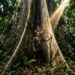Frase do dia de Floresta Amazônica Xingu, indígena brasileira e defensora: "A floresta é nossa mãe — quem a mata mata a si mesmo"